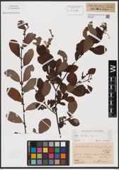 Foto von Salix aurita L.